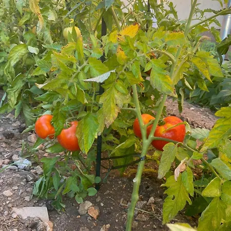 Celice - Levanat Okrug Donji Donji Okrug (Ciovo)