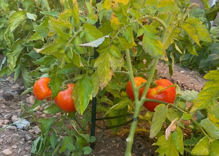 Celice - Levanat Okrug Donji Donji Okrug (Ciovo)